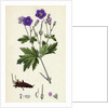 Geranium Sylvaticum Wood Crane's-Bill by Anonymous