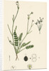 Petroselinum Segetum Corn Parsley by Anonymous