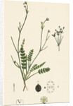 Petroselinum Segetum Corn Parsley by Anonymous