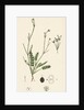 Petroselinum Segetum Corn Parsley by Anonymous