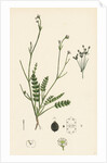 Petroselinum Segetum Corn Parsley by Anonymous