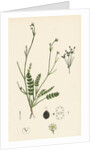 Petroselinum Segetum Corn Parsley by Anonymous