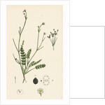 Petroselinum Segetum Corn Parsley by Anonymous