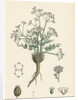 Trinia Vulgaris Glabrous Stonewort by Anonymous