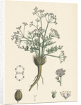 Trinia Vulgaris Glabrous Stonewort by Anonymous