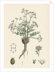 Trinia Vulgaris Glabrous Stonewort by Anonymous