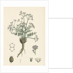 Trinia Vulgaris Glabrous Stonewort by Anonymous