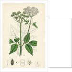 Aegopodium Podagraria Common Goutweed by Anonymous