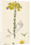 Sedum Elegans Rock Stone-Crop by Anonymous