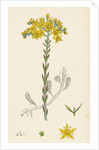 Sedum Elegans Rock Stone-Crop by Anonymous