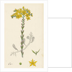 Sedum Elegans Rock Stone-Crop by Anonymous