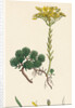 Sedum Forsterianum Forster's Stone-Crop by Anonymous