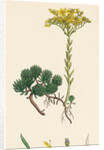 Sedum Forsterianum Forster's Stone-Crop by Anonymous