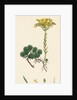Sedum Forsterianum Forster's Stone-Crop by Anonymous