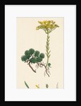Sedum Forsterianum Forster's Stone-Crop by Anonymous