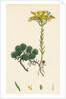 Sedum Forsterianum Forster's Stone-Crop by Anonymous