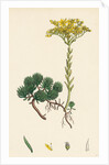Sedum Forsterianum Forster's Stone-Crop by Anonymous