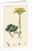 Sedum Forsterianum Forster's Stone-Crop by Anonymous