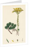 Sedum Forsterianum Forster's Stone-Crop by Anonymous