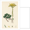 Sedum Forsterianum Forster's Stone-Crop by Anonymous