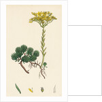 Sedum Forsterianum Forster's Stone-Crop by Anonymous
