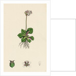 Saxifraga Nivalis Alpine Clustered Saxifrage by Anonymous