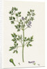 Fumaria Muralis Rampant Fumitory by Anonymous