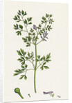 Fumaria Muralis Rampant Fumitory by Anonymous
