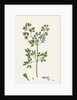 Fumaria Muralis Rampant Fumitory by Anonymous
