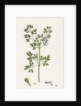 Fumaria Muralis Rampant Fumitory by Anonymous