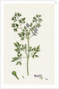Fumaria Muralis Rampant Fumitory by Anonymous