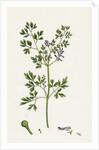 Fumaria Muralis Rampant Fumitory by Anonymous