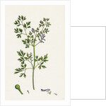 Fumaria Muralis Rampant Fumitory by Anonymous