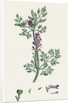 Fumaria Officinalis Common Fumitory- by Anonymous