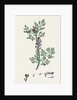 Fumaria Officinalis Common Fumitory- by Anonymous