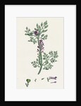 Fumaria Officinalis Common Fumitory- by Anonymous