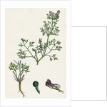 Fumaria Vaillantii Vaillant's Small-Flowered Fumitory- by Anonymous