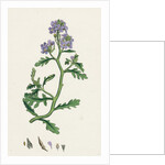 Cakile Maritima Sea Rocket by Anonymous