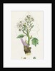 Crambe Maritima Sea Kale by Anonymous