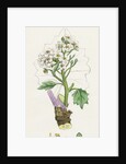 Crambe Maritima Sea Kale by Anonymous