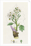 Crambe Maritima Sea Kale by Anonymous