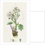 Crambe Maritima Sea Kale by Anonymous