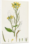 Raphanus Raphanistrum Wild Radish by Anonymous
