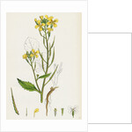 Raphanus Raphanistrum Wild Radish by Anonymous