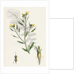 Raphanus Maritimus Sea Radish- by Anonymous