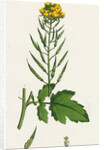 Brassica Alba White Mustard by Anonymous