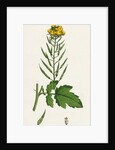 Brassica Alba White Mustard by Anonymous