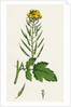 Brassica Alba White Mustard by Anonymous