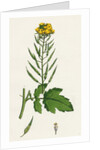 Brassica Alba White Mustard by Anonymous