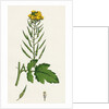 Brassica Alba White Mustard by Anonymous